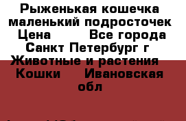 Рыженькая кошечка маленький подросточек › Цена ­ 10 - Все города, Санкт-Петербург г. Животные и растения » Кошки   . Ивановская обл.